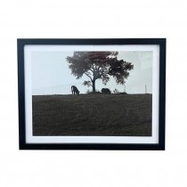 (HDEW0114)FRAME PHOTOGRAPHY-Blk/Wht Photo-(2)Cows Eating by Tree