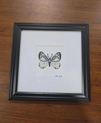 (8521PJ71)Butterfly | Chiricahua White