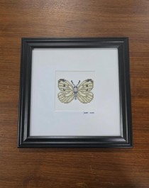 (8521PJ73) Butterfly |Pieris Rapae