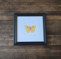 (8521PJ74)Butterfly | Clouded Sulphur