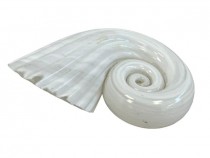 PAPERWEIGHT-Glass Spiral Shell