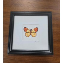 (8521PJ69) Butterfly |Anthocharis Cardamines