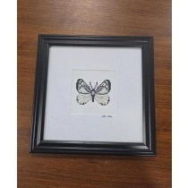 (8521PJ71)Butterfly | Chiricahua White