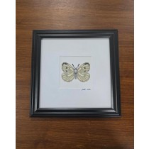 (8521PJ73) Butterfly |Pieris Rapae