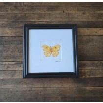 (8521PJ74)Butterfly | Clouded Sulphur