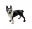 DOG-Cast Iron/Black & White Boston Terrier