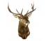 Elk 11pt Antlers-Brown