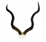 Kudu Antlers/Inner Cap