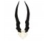 Blesbok Antler/Inside Center