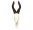 Eland Antlers/Full Skull