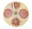 PARASOL-Vintage White W/4 Pink Circles Of Flowers