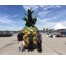 GIANT PINEAPPLE
