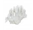 SCULPTURE-White Fan Coral