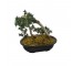 FAUX BONSAI TREE-In Glossy Black Glass Planter