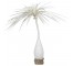 PONY TAIL PALM TREE- Natural Canvas W/Natural Burlap Base