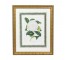FRAMED LITHOGRAPH-Antique Hand Colored W/Gold Frame