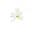 FLOWER-Faux White Poinsettia