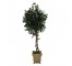 FAUX CAMELLIA TREE-(7'5")Toothed Leaf, Triple Twist Trunk