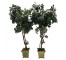 FAUX FICUS TREE-(5'5") Triple Twist Trunk W/Stone Pot