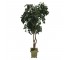 FAUX FICUS TREE-(5'5") Triple Twist Trunk W/Stone Pot