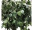 FAUX CAMELLIA TREE-(6')Three Twisted Trunk W/Black Pot