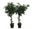 FAUX CAMELLIA TREE-(6')Three Twisted Trunk W/Black Pot