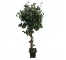 FAUX CAMELLIA TREE-(6')Three Twisted Trunk W/Black Pot