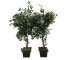 FAUX FICUS TREE-(6')Triple Trunk W/Black Pot