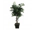 FAUX FICUS TREE-(6')Triple Trunk W/Black Pot