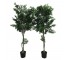 FAUX ARALIA TREE-(6'5") Black Pot