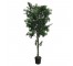 FAUX ARALIA TREE-(6'5") Black Pot