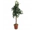 FAUX TREE-Double Trunk Ficus W/Faux Terracotta Pot