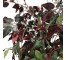 FAUX TREE-Ficus W/Red & Green Leaves In Wicker Pot