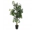 FAUX TREE-(5'5") Fichus W/Black Plastic Pot