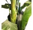 FAUX TREE-(8')Banana Tree/(3) Trunk Cluster W/Black Pot