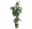 FAUX TREE-(6'5")Variegated Fichus W/Wicker Pot