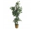 FAUX TREE-(6'5")Variegated Fichus W/Wicker Pot