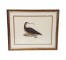 PAINTING-Long Billed Curlew Single Decoy-Framed