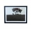 (HDEW0114)FRAME PHOTOGRAPHY-Blk/Wht Photo-(2)Cows Eating by Tree