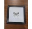 (8521PJ71)Butterfly | Chiricahua White