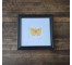 (8521PJ74)Butterfly | Clouded Sulphur