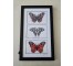 (8521PJ78) Butterfly Trio | Black Frame