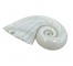 PAPERWEIGHT-Glass Spiral Shell