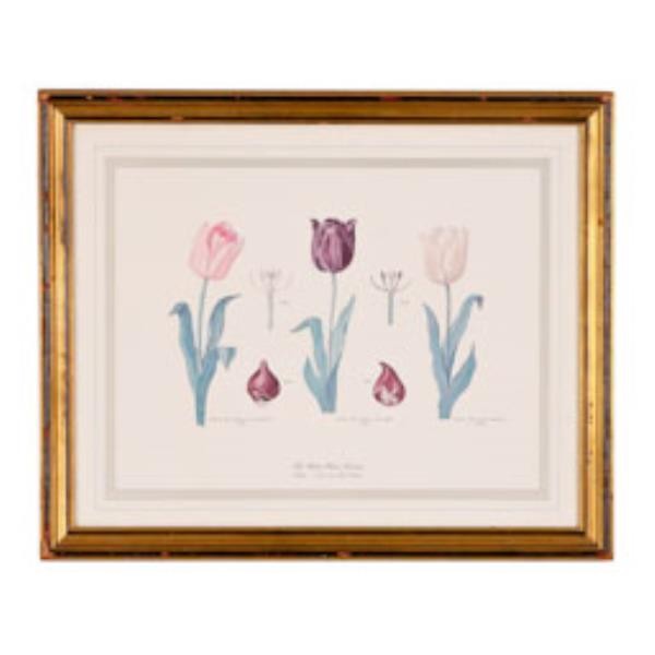 PRINT-TULIPS/GOLD FRAME