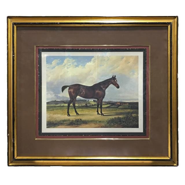 PRINT-PR-25X80-HORSE IN FIELD