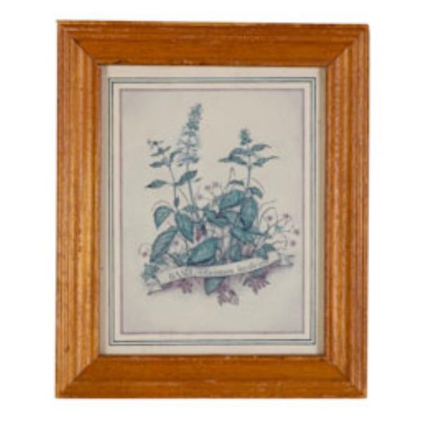 PRINT-Illustration Basil Framed