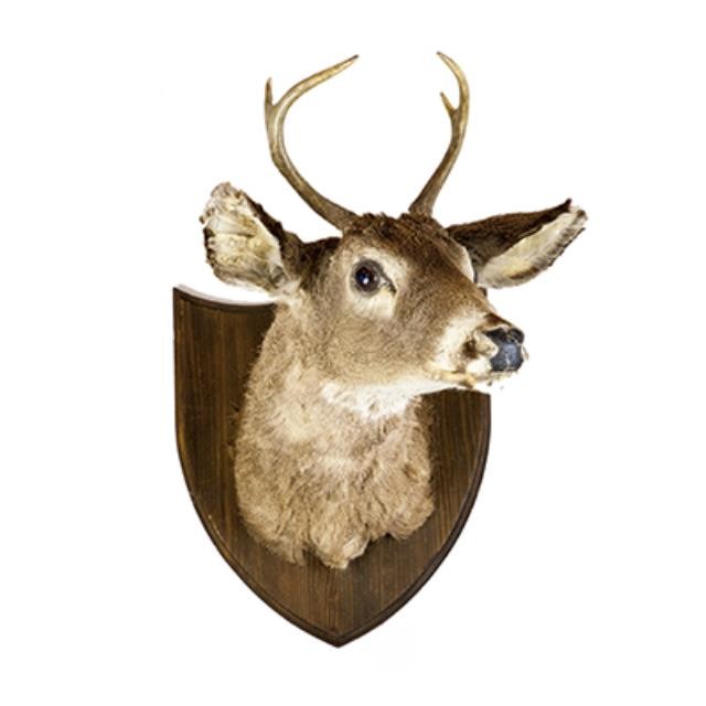 Young Deer W/ 4pt Antlers