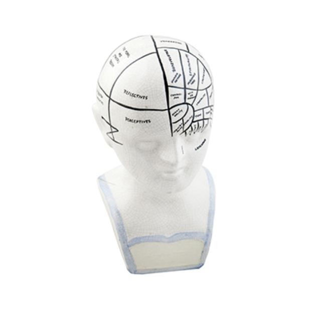 BUST- White Phrenology Bust w/Blue Accents