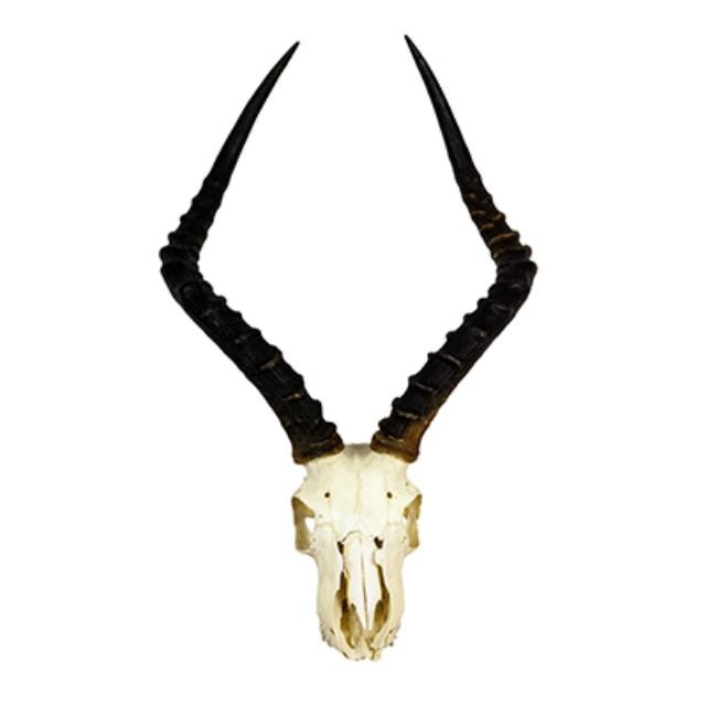 Impala Antlers W/Skull