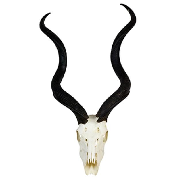 Kudu Antlers/Full Skull